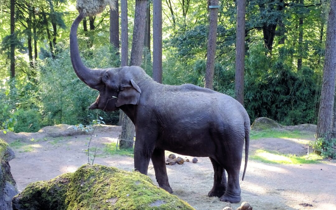 Vidéo sur le Zoo de Phoenix Park – Dublin