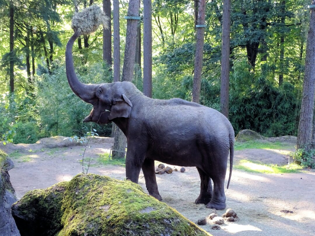 Eléphant